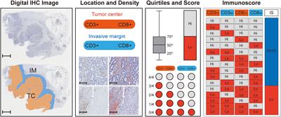 A nomogram based on collagen signature for predicting the immunoscore in colorectal cancer